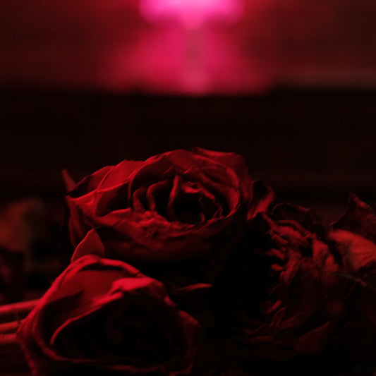 the album cover for The Paper Kites - Roses [LP]